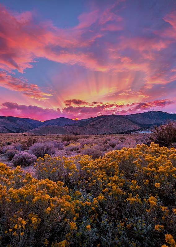 Desert shrubs at sunset.